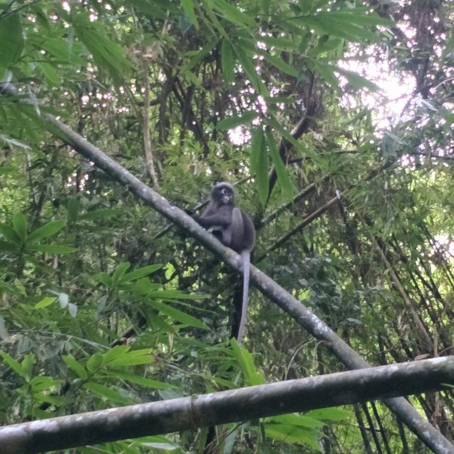酒店 Khao Sok River & Jungle 3*